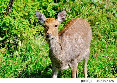 野生のエゾシカ 102192420