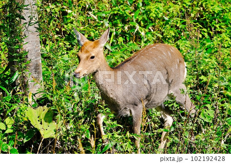野生のエゾシカ 野生のエゾシカ 102192428