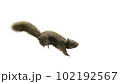 Squirrel Isolated white background running. 102192567