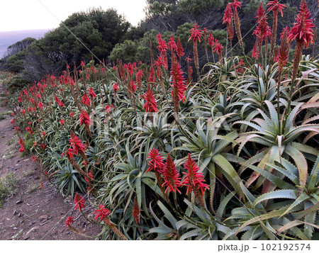 Agave attenuata near Ocean on Madeira Island, 102192574
