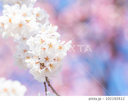春らんまん 満開の美しい桜 枝垂桜 春らんまん 満開の美しい桜 枝垂桜 102192612