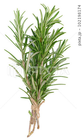 Fresh branches of rosemary with green leaves isolated on white background. Spice for meat, fish Fresh branches of rosemary with green leaves isolated on white background. Spice for meat, fish 102198174