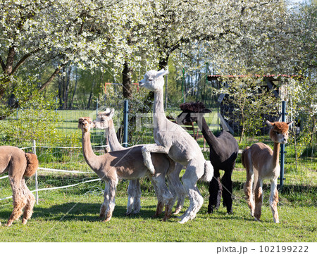 Alpaca Breeding. Group Of Male And Male Domesticated Camelid Mammal, Lama Pacos In Yard Of Farm in Summer Time. Animal Husbandry, Livestock. Horizontal Plane 102199222