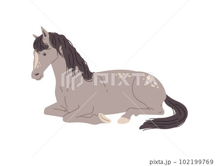 Gray horse lying, flat vector illustration isolated on white background. 102199769
