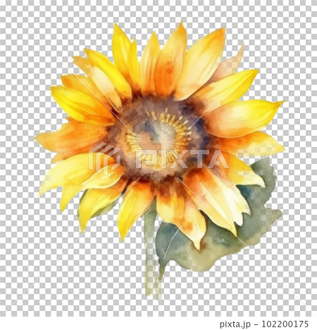Watercolor sunflower isolated. Illustration AI Generative Watercolor sunflower isolated. Illustration AI Generative 102200175