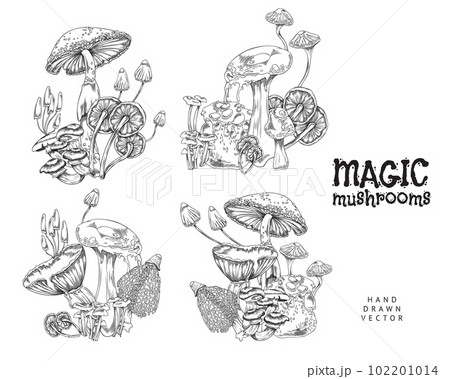 Magic fairy tail poisonous mushrooms set engraved vector illustration isolated. Magic fairy tail poisonous mushrooms set engraved vector illustration isolated. 102201014