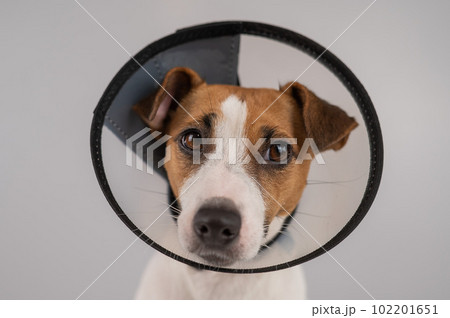Jack Russell Terrier dog in plastic cone after surgery. Jack Russell Terrier dog in plastic cone after surgery. 102201651