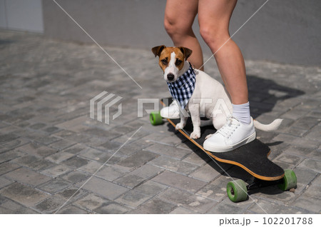 Caucasian woman riding a longboard along with dog jack russell terrier. Caucasian woman riding a longboard along with dog jack russell terrier. 102201788