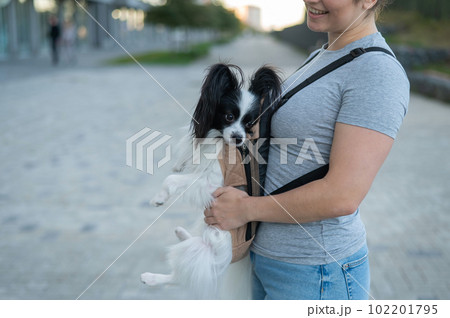 A woman walks with a dog in a backpack. A close-up portrait of a Continental Pappilion Spaniel in a sling. 102201795