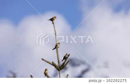 Small Bird sitting on a tree branch with snow mountains in background. 102202275