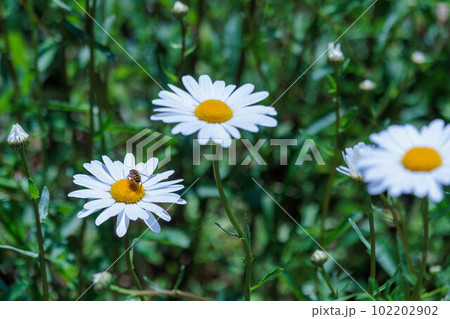 可愛いひなぎくの花 可愛いひなぎくの花 102202902