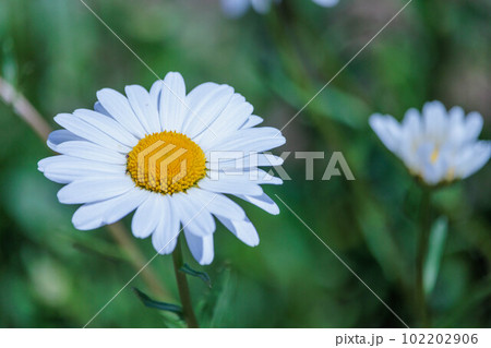 可愛いひなぎくの花 可愛いひなぎくの花 102202906