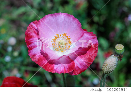 綺麗なポピーの花 102202914