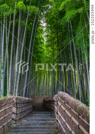 京都　化野念仏寺の竹林 102203999