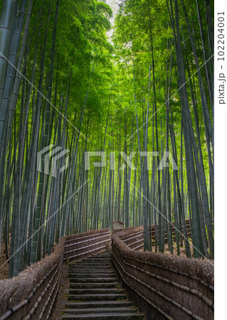 京都　化野念仏寺の竹林 102204001