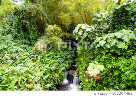 ハワイ島　アカカフォールズ州立公園の熱帯雨林と滝 102204462
