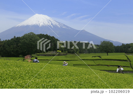 新茶と富士山 102206019