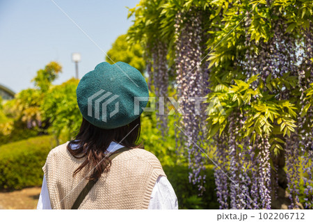 ふじの咲く丘 藤の木を眺める女性 ふじの咲く丘 藤の木を眺める女性 102206712