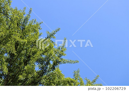 青空と新緑 春の日 背景 青空と新緑 春の日 背景 102206729