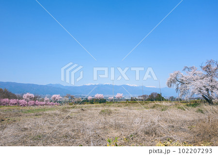 満開のサクラと北アルプス【北熊井城跡より撮影】 102207293