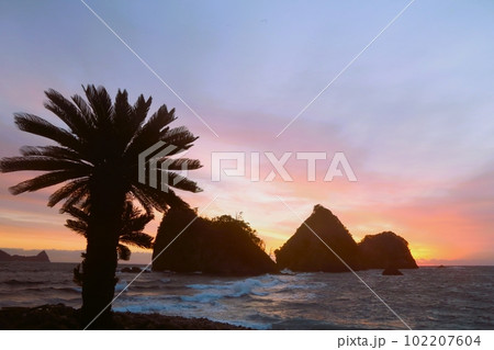 瀬浜海岸の蘇鉄と三四朗島 瀬浜海岸の蘇鉄と三四朗島 102207604