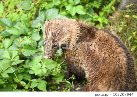 野生のアナグマ（穴熊） 102207944