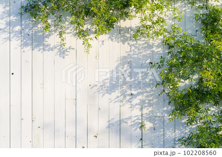 白いフェンスとモッコウバラの写真 102208560