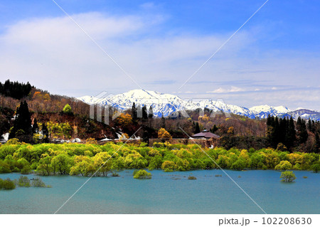 白川湖の水没林 神秘的な光景 白川湖の水没林 神秘的な光景 102208630