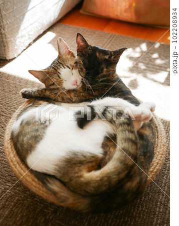 抱き合って眠る2匹のかわいい猫の写真素材 [102208934] - PIXTA, 画像サイズ:357x450