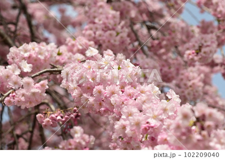 盛岡市岩手公園(盛岡城跡公園)の桜 盛岡市岩手公園(盛岡城跡公園)の桜 102209040