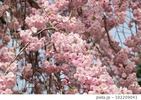 盛岡市岩手公園(盛岡城跡公園)の桜 盛岡市岩手公園(盛岡城跡公園)の桜 102209041