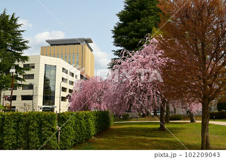 盛岡市岩手公園(盛岡城跡公園）の桜 102209043