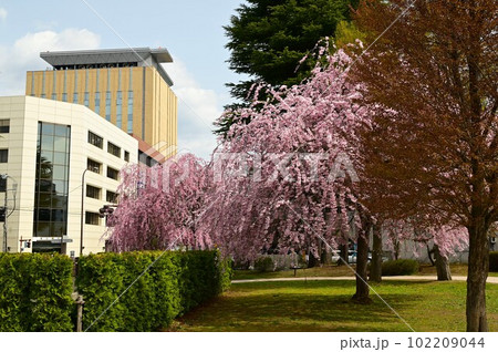 盛岡市岩手公園(盛岡城跡公園）の桜 102209044