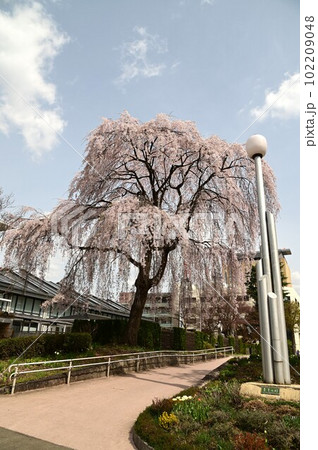 盛岡市岩手公園(盛岡城跡公園）の桜 102209048