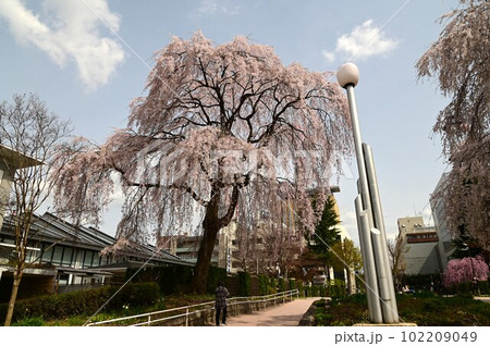 盛岡市岩手公園(盛岡城跡公園)の桜 盛岡市岩手公園(盛岡城跡公園)の桜 102209049