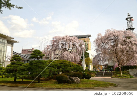盛岡市岩手公園(盛岡城跡公園)の桜 盛岡市岩手公園(盛岡城跡公園)の桜 102209050