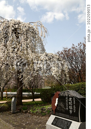 盛岡市岩手公園(盛岡城跡公園)のモリオカシダレ 盛岡市岩手公園(盛岡城跡公園)のモリオカシダレ 102209053