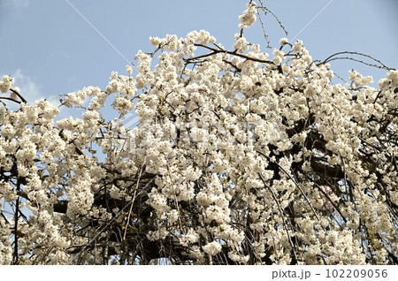 盛岡市岩手公園(盛岡城跡公園）のモリオカシダレ 102209056