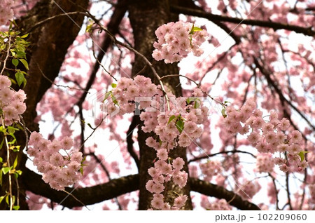 盛岡市岩手公園(盛岡城跡公園)の桜 盛岡市岩手公園(盛岡城跡公園)の桜 102209060