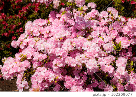 春の日差しを受けて色とりどりに咲き誇るツツジの花たち 102209077