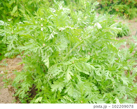 畑の春菊 畑の春菊 102209078