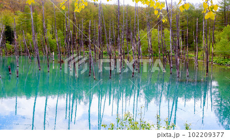 北海道 美瑛町 青い池 北海道 美瑛町 青い池 102209377