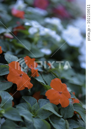 インパチェンスの花 インパチェンスの花 102210011