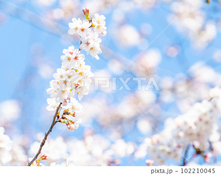春らんまん　満開の桜　ソメイヨシノ 102210045