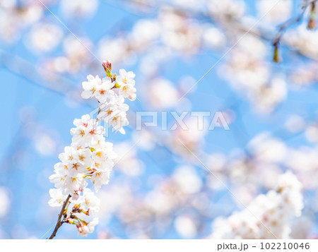 春らんまん 満開の桜 ソメイヨシノ 春らんまん 満開の桜 ソメイヨシノ 102210046