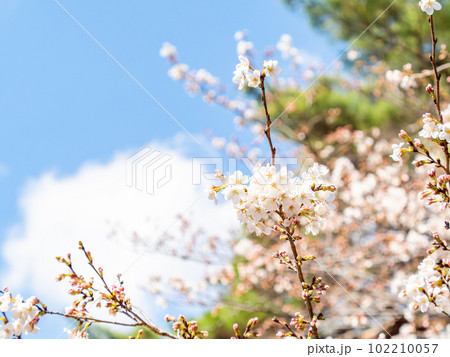 春らんまん 満開の桜 ソメイヨシノ 春らんまん 満開の桜 ソメイヨシノ 102210057