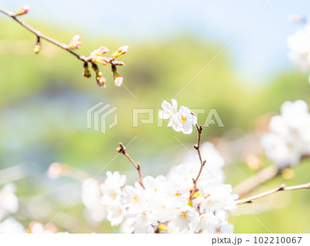 春らんまん　満開の桜　ソメイヨシノ 102210067