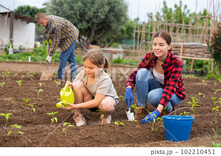 Little girl with family watering planting seedlings Little girl with family watering planting seedlings 102210451