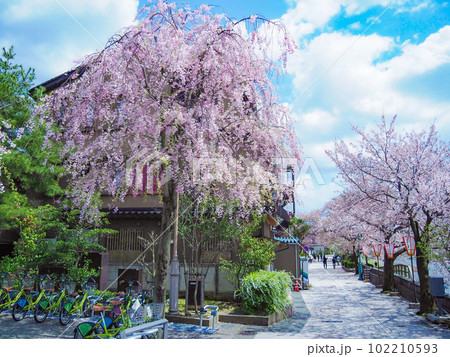 金沢 春 満開の桜 102210593