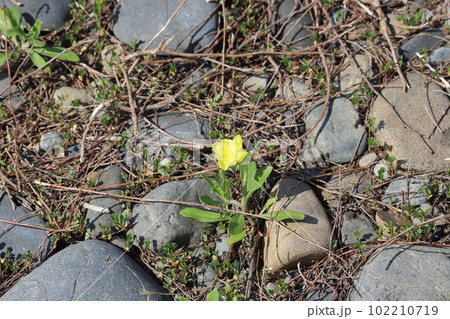 コマツヨイグサ コマツヨイグサ 102210719